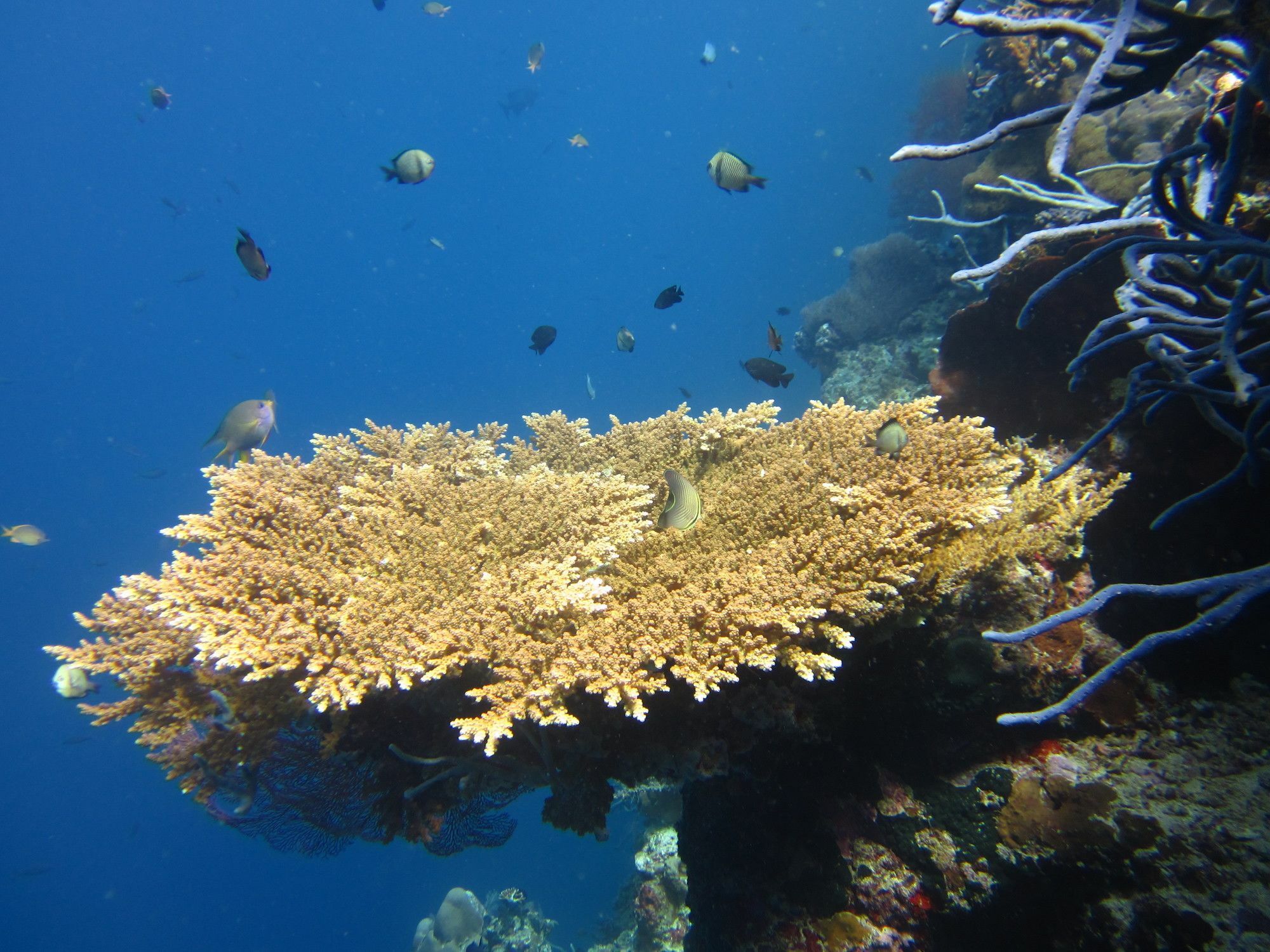 Villa Pelangi Bali Seririt  外观 照片